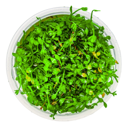 Marsilea minuta – Plante gazonnante type trèfle pour aquarium