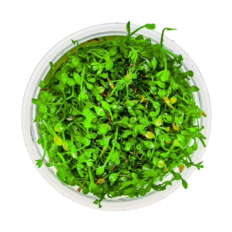 Marsilea minuta – Plante gazonnante type trèfle pour aquarium Marsilea minuta – Plante gazonnante type trèfle pour aquarium