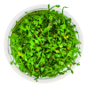 Marsilea minuta – Plante gazonnante type trèfle pour aquarium