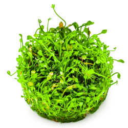 Marsilea minuta – Plante gazonnante type trèfle pour aquarium