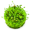 Marsilea minuta – Plante gazonnante type trèfle pour aquarium