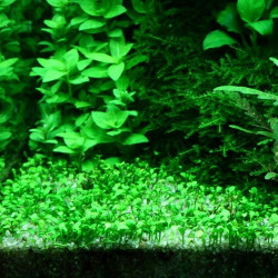 Marsilea minuta – Plante gazonnante type trèfle pour aquarium