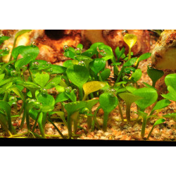Marsilea hirsuta – Plante gazonnante In Vitro pour aquarium