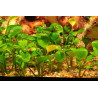 Marsilea hirsuta – Plante gazonnante In Vitro pour aquarium
