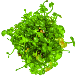 Marsilea hirsuta – Plante gazonnante In Vitro pour aquarium