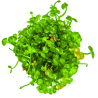 Marsilea hirsuta – Plante gazonnante In Vitro pour aquarium