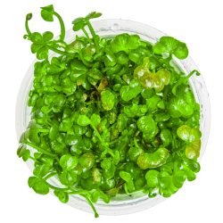 Marsilea hirsuta – Plante gazonnante In Vitro pour aquarium