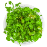 Marsilea hirsuta – Plante gazonnante In Vitro pour aquarium