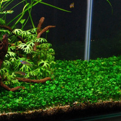 Marsilea hirsuta – Plante gazonnante In Vitro pour aquarium