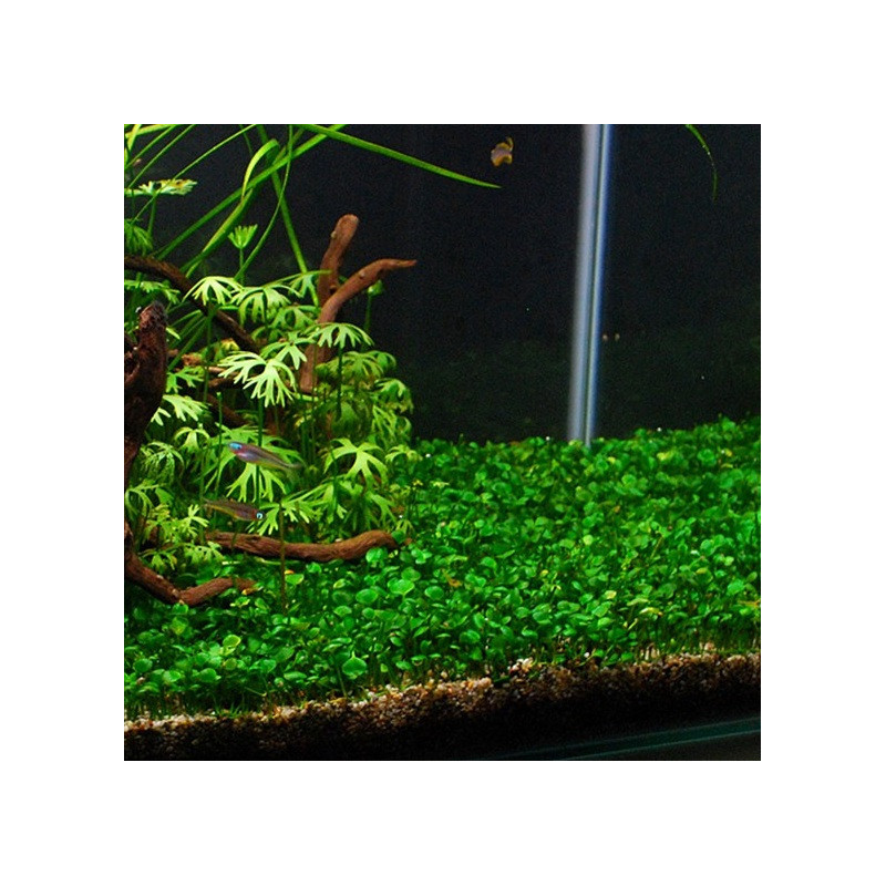 Marsilea hirsuta – Plante gazonnante In Vitro pour aquarium Marsilea hirsuta – Plante gazonnante In Vitro pour aquarium