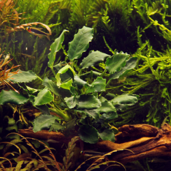 Anubias barteri var. nana 'Kirin' – Plante à feuillage ondulé