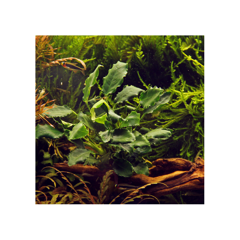 Anubias barteri var. nana 'Kirin' – Plante à feuillage ondulé Anubias barteri var. nana 'Kirin' – Plante à feuillage ondulé
