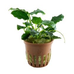 Anubias barteri var. nana 'Kirin' – Plante à feuillage ondulé