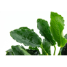 Anubias barteri var. nana 'Kirin' – Plante à feuillage ondulé