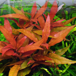 Alternanthera reineckii 'Bronze' – Plante à reflets cuivrés pour aqua