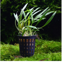 Crypotocoryne costata