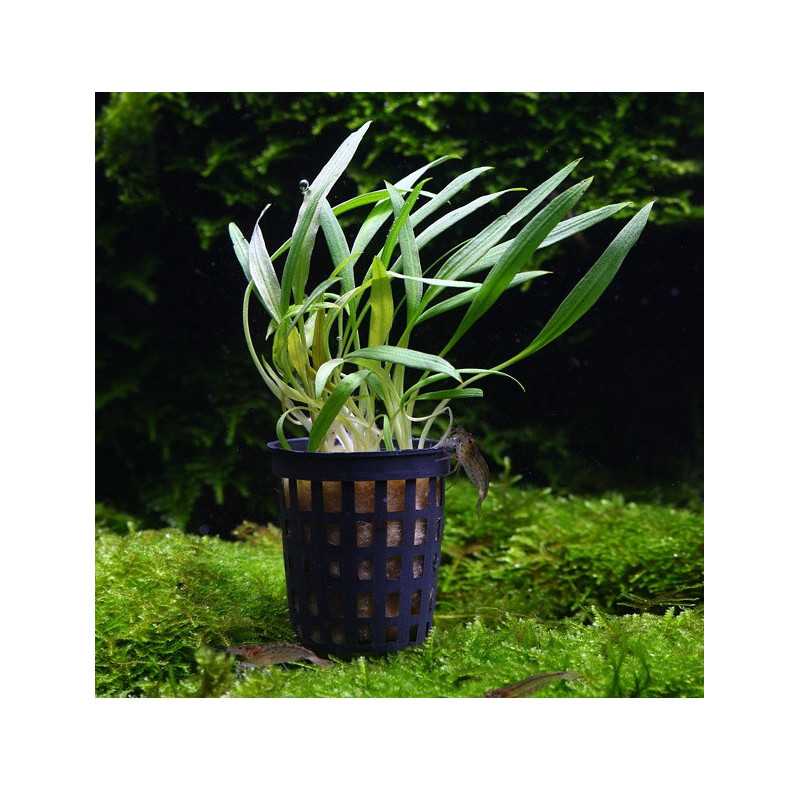 Crypotocoryne costata Crypotocoryne costata