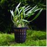 Crypotocoryne costata