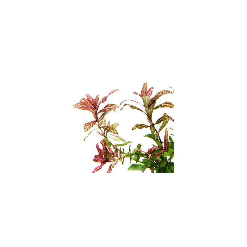 Hygrophila polysperma Rosanervig Hygrophila polysperma Rosanervig
