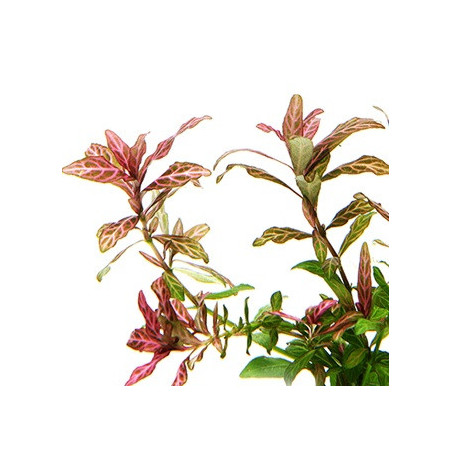 Hygrophila polysperma Rosanervig