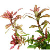 Hygrophila polysperma Rosanervig