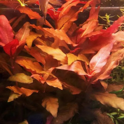 Alternanthera reineckii 'Bronze' – Plante à reflets cuivrés pour aqua