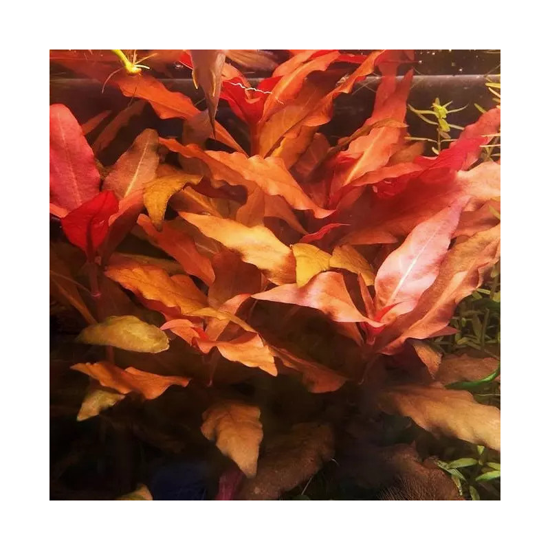 Alternanthera reineckii 'Bronze' – Plante à reflets cuivrés pour aqua Alternanthera reineckii 'Bronze' – Plante à reflets cuivrés pour aqua