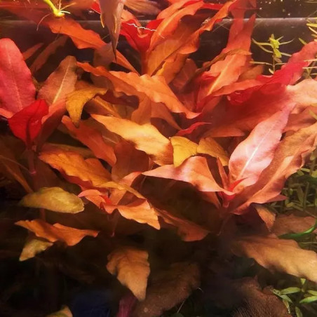 Alternanthera reineckii 'Bronze' – Plante à reflets cuivrés pour aqua