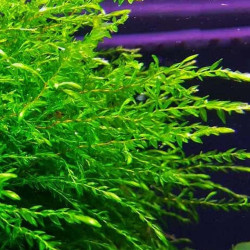 Fontinalis antipyretica