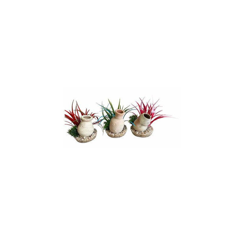 plante mini jarre H:15cm SCALARE
