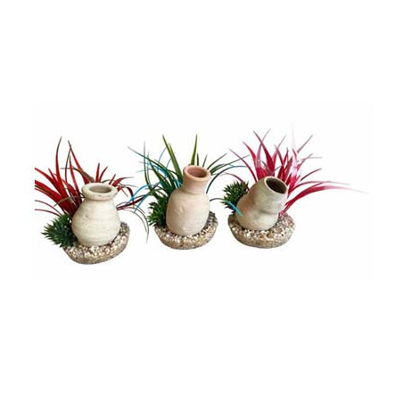 plante mini jarre H:15cm SCALARE