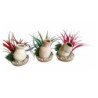 plante mini jarre H:15cm SCALARE