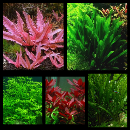 Pack Forêt Aquatique – 5 plantes naturelles pour aquarium