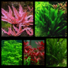 Pack Forêt Aquatique – 5 plantes naturelles pour aquarium