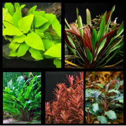 Pack Jardin Compact – 5 plantes naturelles pour aquarium