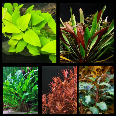 Pack Jardin Compact – 5 plantes naturelles pour aquarium