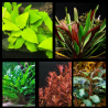 Pack Jardin Compact – 5 plantes naturelles pour aquarium