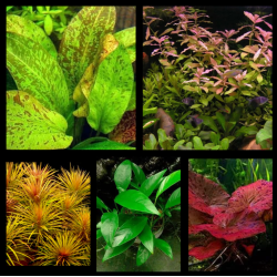 Pack Rivière Sauvage – 5 plantes naturelles pour grand aquarium