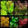 Pack Rivière Sauvage – 5 plantes naturelles pour grand aquarium