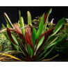 Echinodorus 'Red Devil' – Plante rouge flamboyante pour aquarium