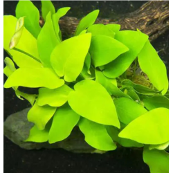 Anubias nana 'Gold' – Plante dorée compacte pour aquarium