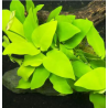 Anubias nana 'Gold' – Plante dorée compacte pour aquarium