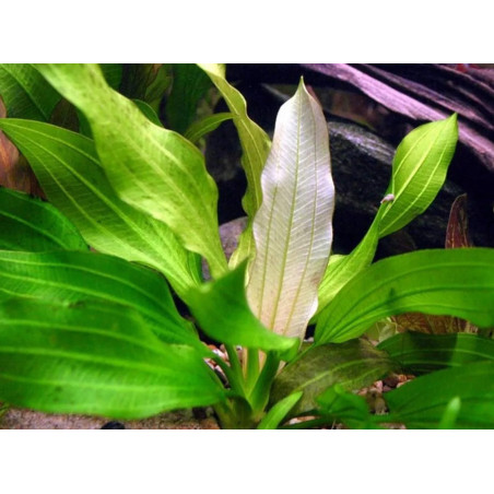 Echinodorus tricolor