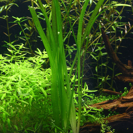 vallisneria Spiralis