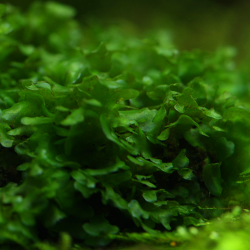 Monosolenium tenerum – Plante hépatique type mousse pour aquarium