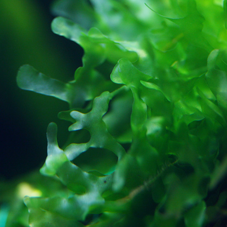 Monosolenium tenerum – Plante hépatique type mousse pour aquarium