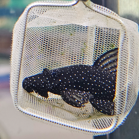 Ancistrus species cf. hoplogenys (L181) 2,5 cm