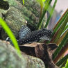 Ancistrus species cf. hoplogenys (L181) 2,5 cm