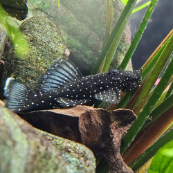 Ancistrus L181 ( hoplogenys) 4-4,5 cm