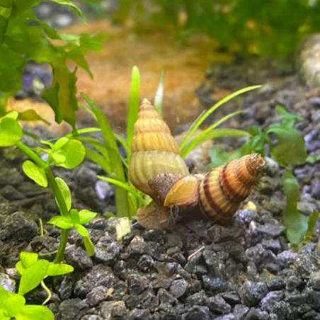 Escargot assassin gold - Clea helena - Escargot prédateur d'escargots
